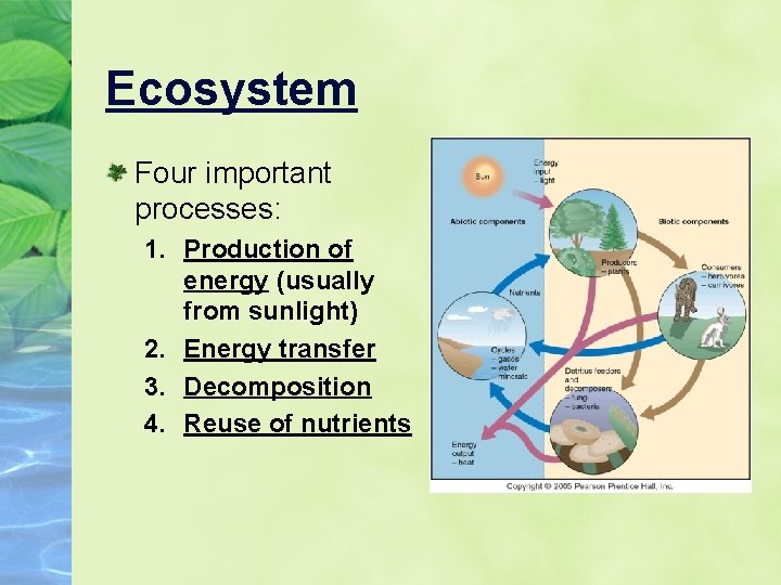 Ecosystem Four important processes: 1. Production of energy (usually from sunlight) 2. Energy transfer