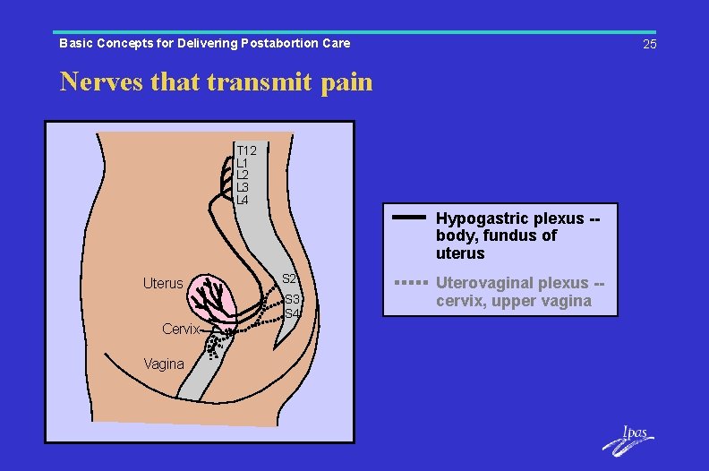 Basic Concepts for Delivering Postabortion Care 25 Nerves that transmit pain T 12 L