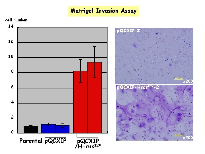 Matrigel Invasion Assay cell number 14 p. QCXIP-2 12 10 8 p. QCXIP-Hras 12