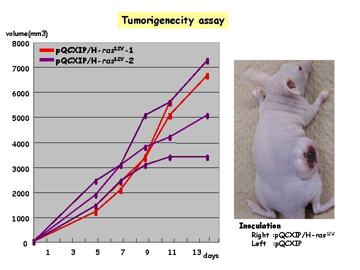 Tumorigenecity assay volume(mm 3) 8000 p. QCXIP/H-ras 12 V-1 p. QCXIP/H-ras 12 V-2 7000