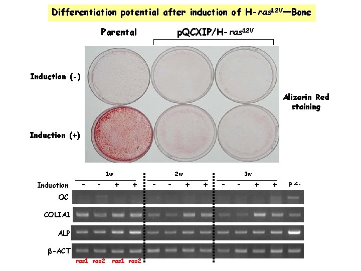 Differentiation potential after induction of H-ras 12 VーBone Parental p. QCXIP/H-ras 12 V Induction