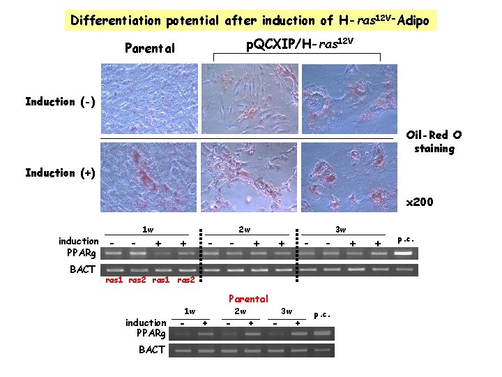 Differentiation potential after induction of H-ras 12 V-Adipo p. QCXIP/H-ras 12 V Parental Induction