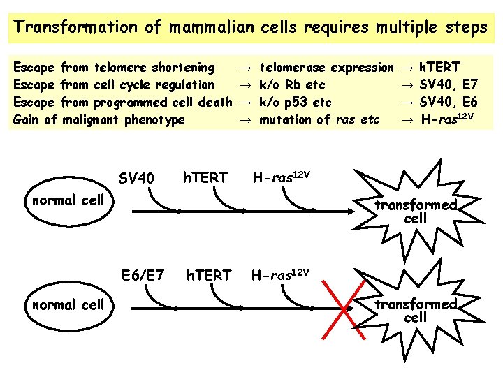 Transformation of mammalian cells requires multiple steps Escape from telomere shortening Escape from cell