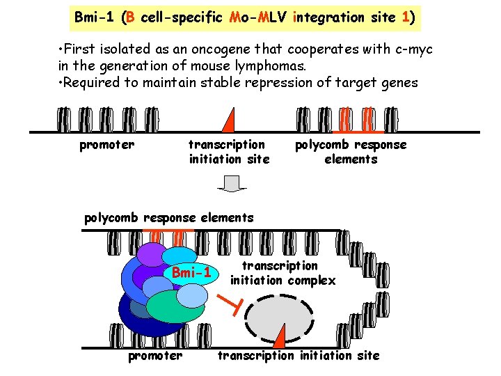 Bmi-1 (B cell-specific Mo-MLV integration site 1) • First isolated as an oncogene that