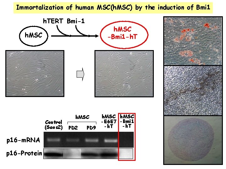 Immortalization of human MSC(h. MSC) by the induction of Bmi 1 h. TERT Bmi-1