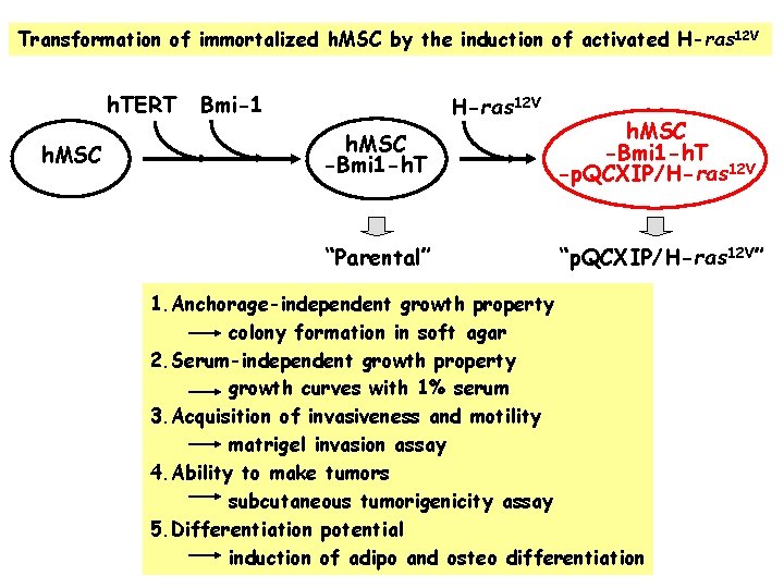 Transformation of immortalized h. MSC by the induction of activated H-ras 12 V h.