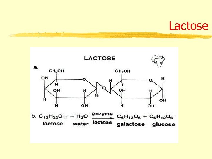 Lactose 