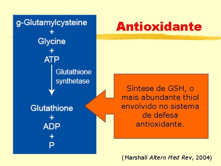 Antioxidante Síntese de GSH, o mais abundante thiol envolvido no sistema de defesa antioxidante.