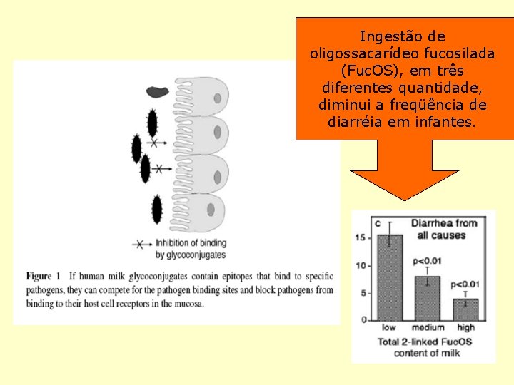 Ingestão de oligossacarídeo fucosilada (Fuc. OS), em três diferentes quantidade, diminui a freqüência de