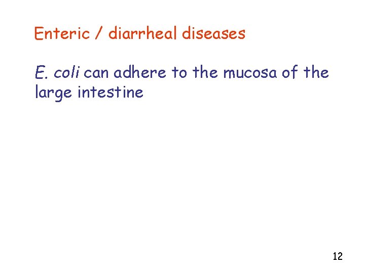 Enteric / diarrheal diseases E. coli can adhere to the mucosa of the large
