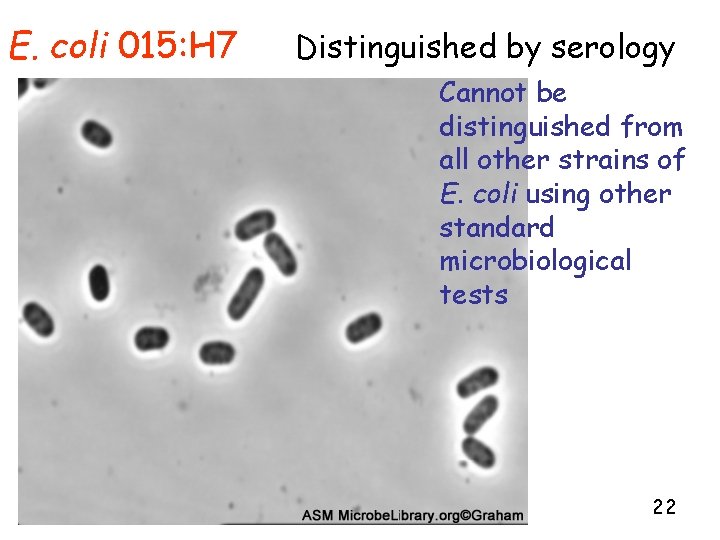 E. coli 015: H 7 Distinguished by serology Cannot be distinguished from all other