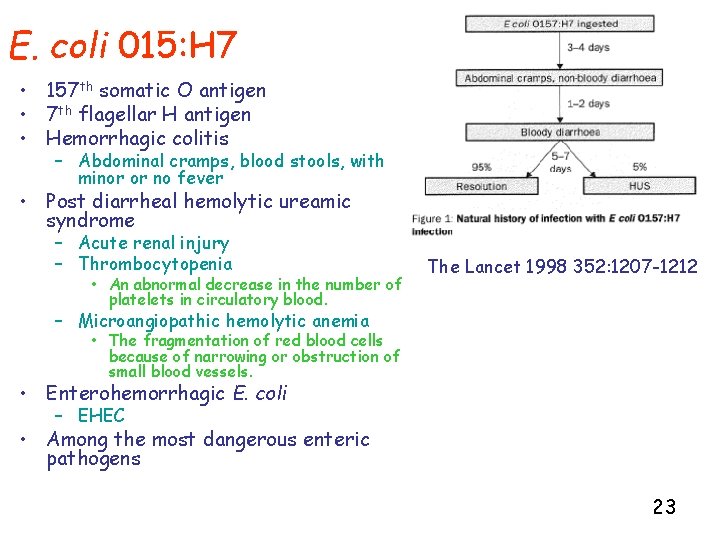 E. coli 015: H 7 • 157 th somatic O antigen • 7 th