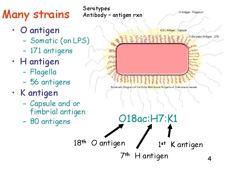 Many strains Serotypes Antibody – antigen rxn • O antigen – Somatic (on LPS)