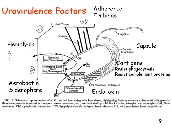 Urovirulence Factors Hemolysis a b Adherence Fimbriae Capsule K antigens Resist phagocytosis Resist complement