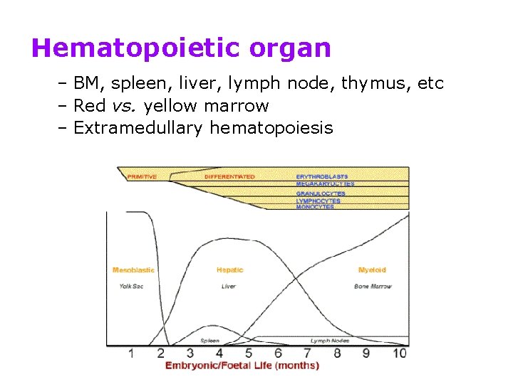 Hematopoietic organ – BM, spleen, liver, lymph node, thymus, etc – Red vs. yellow