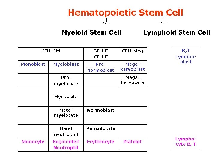 Hematopoietic Stem Cell Myeloid Stem Cell CFU-GM Monoblast Myeloblast Lymphoid Stem Cell BFU-E CFU-Meg