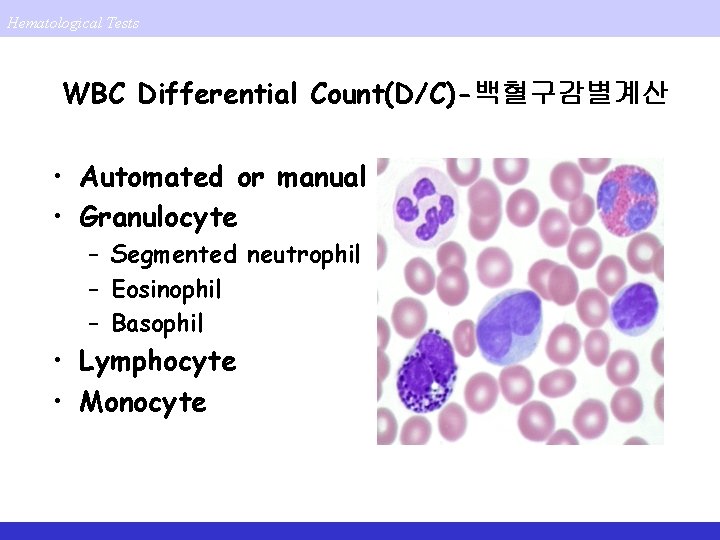 Hematological Tests WBC Differential Count(D/C)-백혈구감별계산 • Automated or manual • Granulocyte – Segmented neutrophil