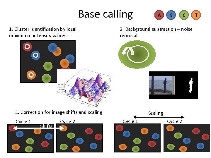 Base calling 1. Cluster identification by local maxima of intensity values Shifts Cycle 2