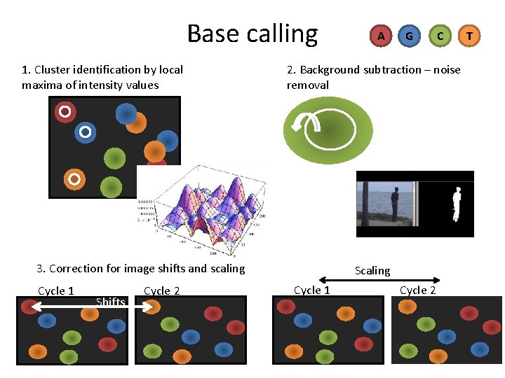 Base calling 1. Cluster identification by local maxima of intensity values Shifts Cycle 2 Base calling 1. Cluster identification by local maxima of intensity values Shifts Cycle 2