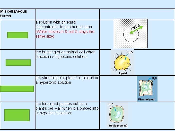 Miscellaneous terms ISOTONIC a solution with an equal concentration to another solution (Water moves