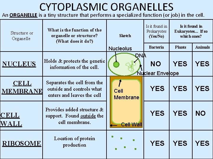 CYTOPLASMIC ORGANELLES An ORGANELLE is a tiny structure that performs a specialized function (or