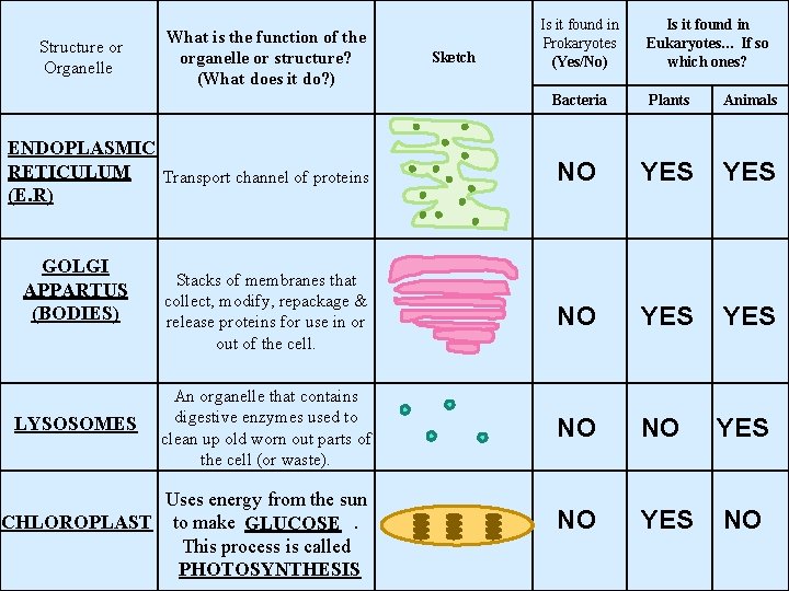 Structure or Organelle What is the function of the organelle or structure? (What does