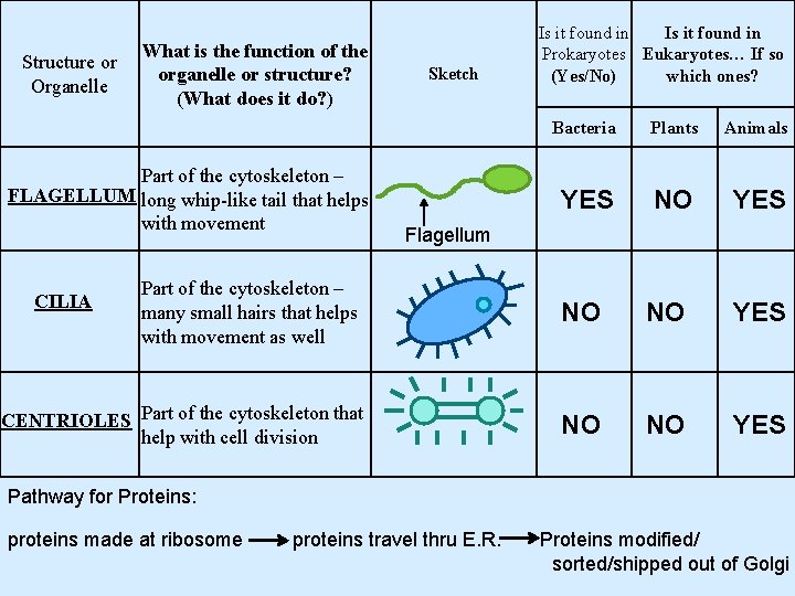 Structure or Organelle What is the function of the organelle or structure? (What does