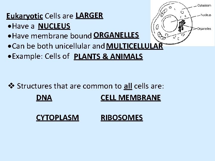 Eukaryotic Cells are LARGER Have a NUCLEUS Have membrane bound ORGANELLES Can be both