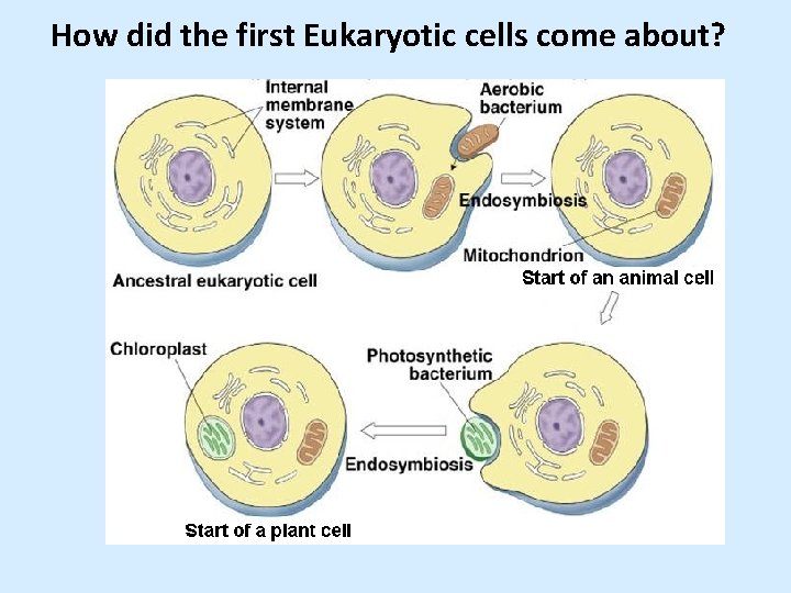 How did the first Eukaryotic cells come about? 