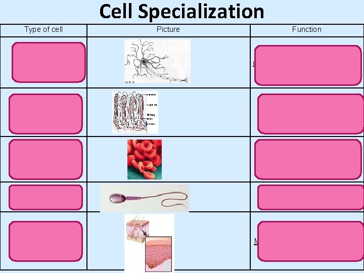 Cell Specialization Type of cell Picture Function Nerve cell Long and forms chains with