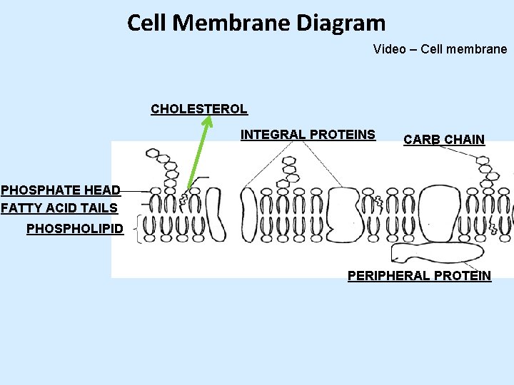 Cell Membrane Diagram Video – Cell membrane CHOLESTEROL INTEGRAL PROTEINS CARB CHAIN PHOSPHATE HEAD