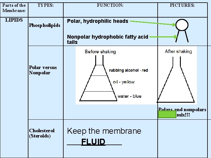 Parts of the Membrane: LIPIDS TYPES: Phospholipids FUNCTION: PICTURES: Polar, hydrophilic heads Nonpolar hydrophobic