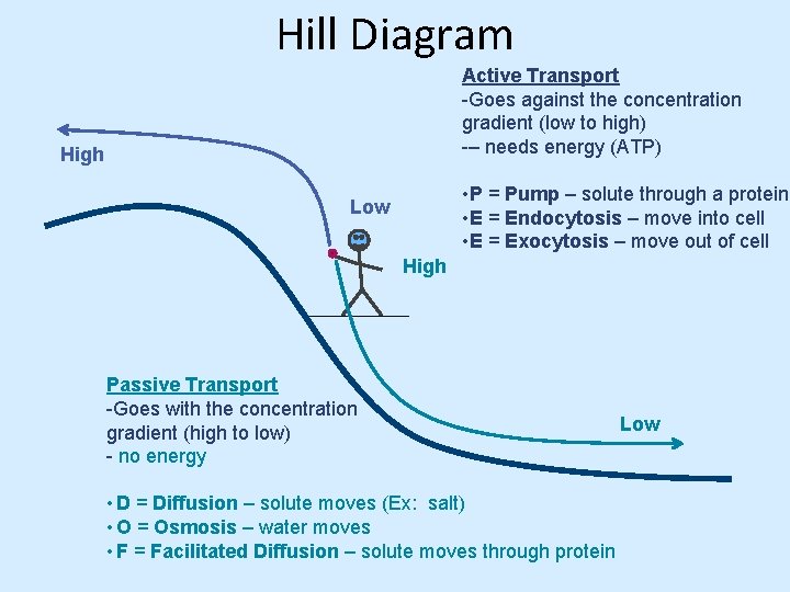 Hill Diagram Active Transport -Goes against the concentration gradient (low to high) -– needs