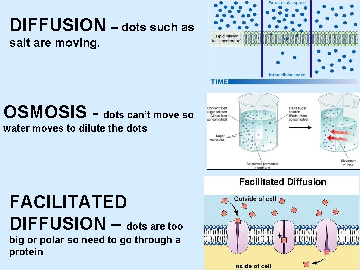 DIFFUSION – dots such as salt are moving. OSMOSIS - dots can’t move so