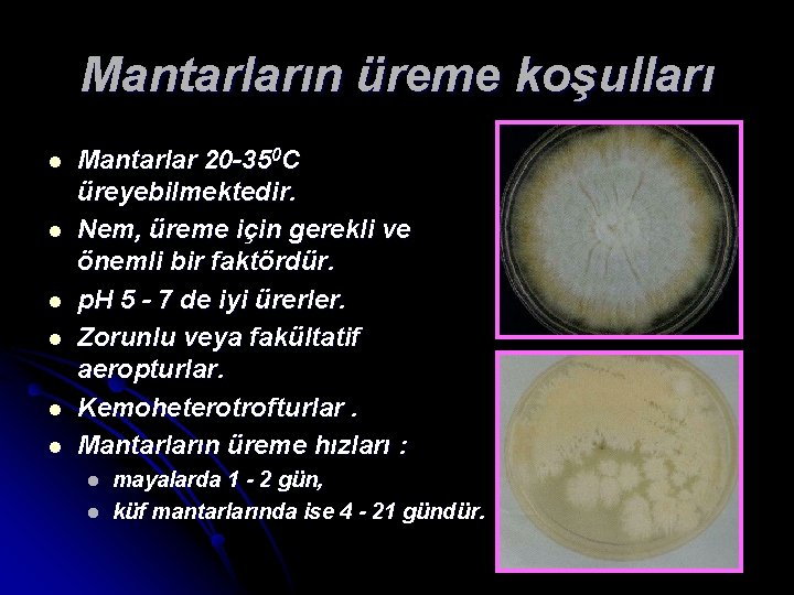 Mantarların üreme koşulları l l l Mantarlar 20 -350 C üreyebilmektedir. Nem, üreme için