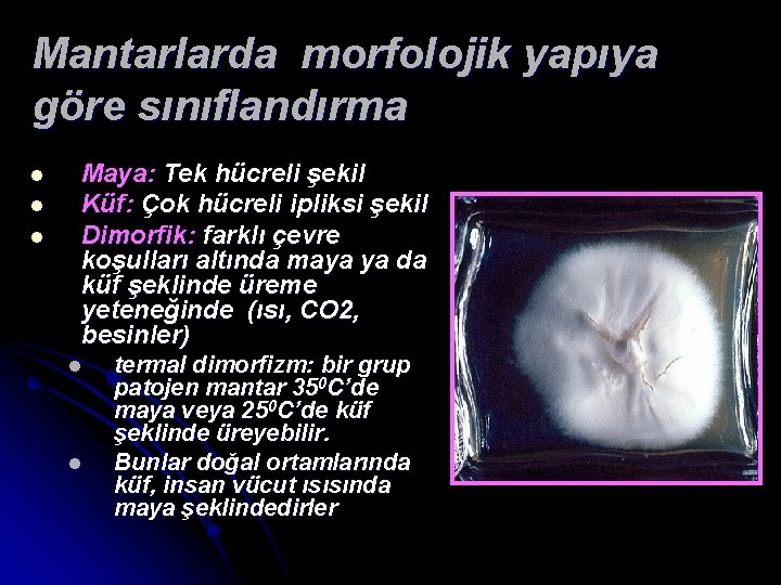 Mantarlarda morfolojik yapıya göre sınıflandırma l l l Maya: Tek hücreli şekil Küf: Çok