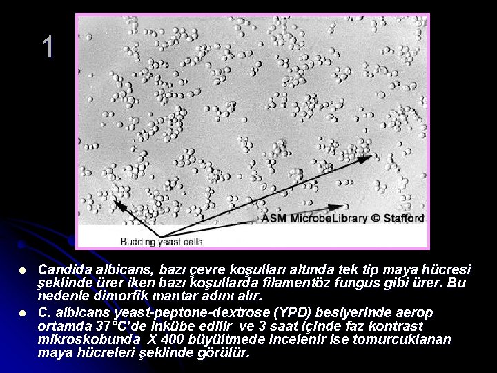 1 l l Candida albicans, bazı çevre koşulları altında tek tip maya hücresi şeklinde