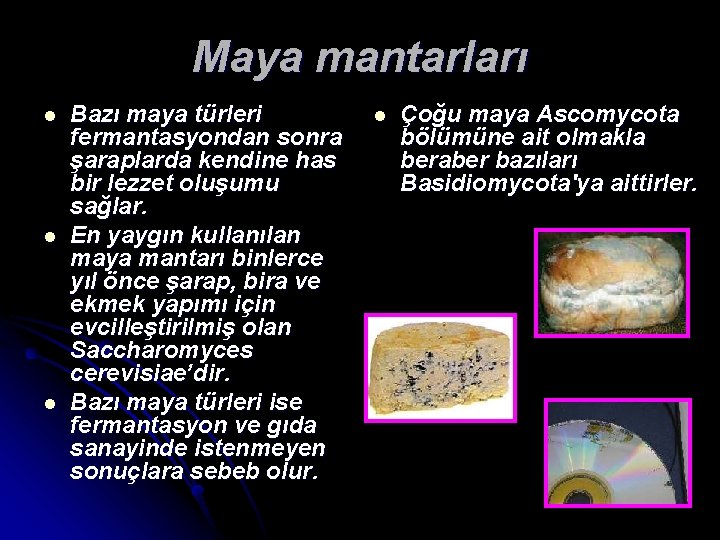 Maya mantarları l l l Bazı maya türleri fermantasyondan sonra şaraplarda kendine has bir
