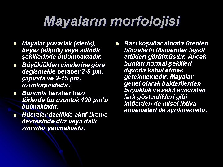 Mayaların morfolojisi l l Mayalar yuvarlak (sferik), beyaz (eliptik) veya silindir şekillerinde bulunmaktadır. Büyüklükleri