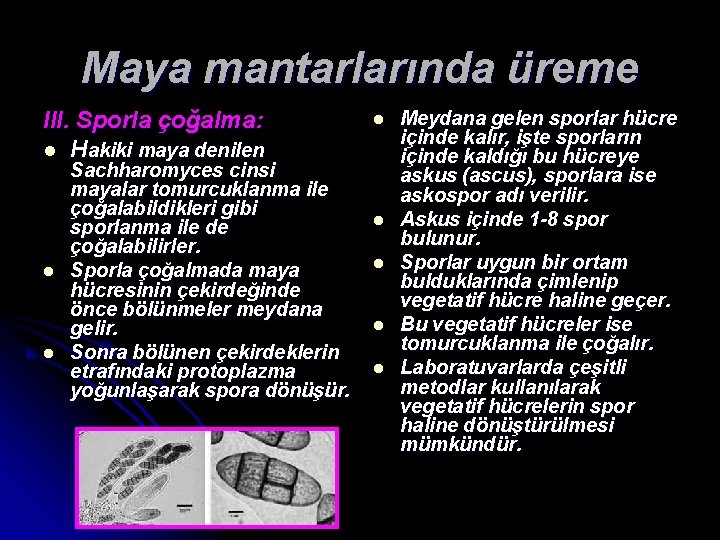 Maya mantarlarında üreme III. Sporla çoğalma: l Hakiki maya denilen l l Sachharomyces cinsi