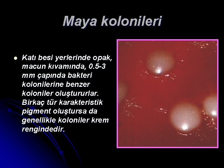 Maya kolonileri l Katı besi yerlerinde opak, macun kıvamında, 0. 5 -3 mm çapında