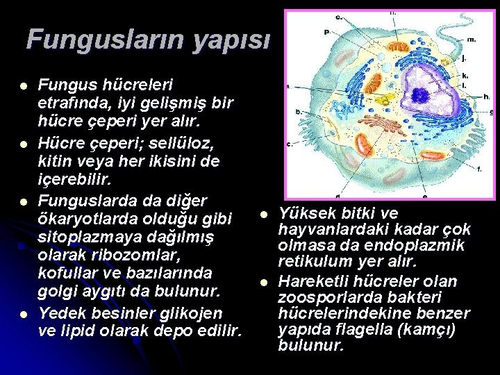 Fungusların yapısı l l Fungus hücreleri etrafında, iyi gelişmiş bir hücre çeperi yer alır.