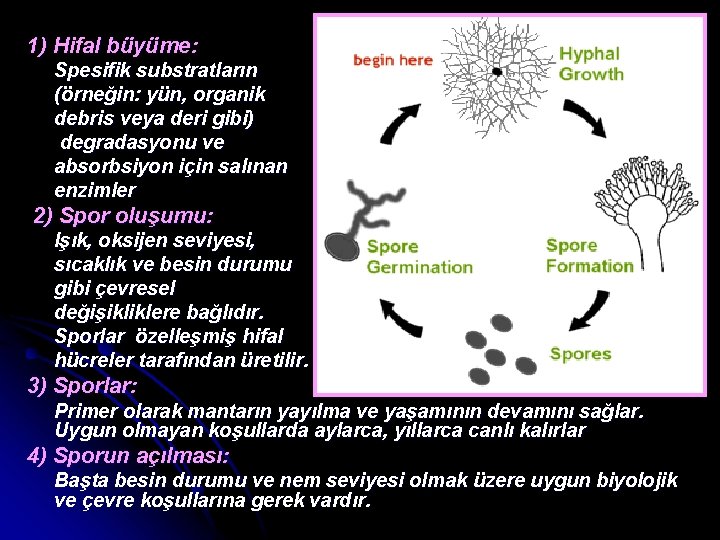 1) Hifal büyüme: Spesifik substratların (örneğin: yün, organik debris veya deri gibi) degradasyonu ve