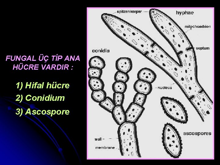 FUNGAL ÜÇ TİP ANA HÜCRE VARDIR : 1) Hifal hücre 2) Conidium 3) Ascospore