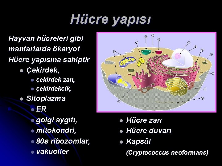 Hücre yapısı Hayvan hücreleri gibi mantarlarda ökaryot Hücre yapısına sahiptir l Çekirdek, çekirdek zarı,