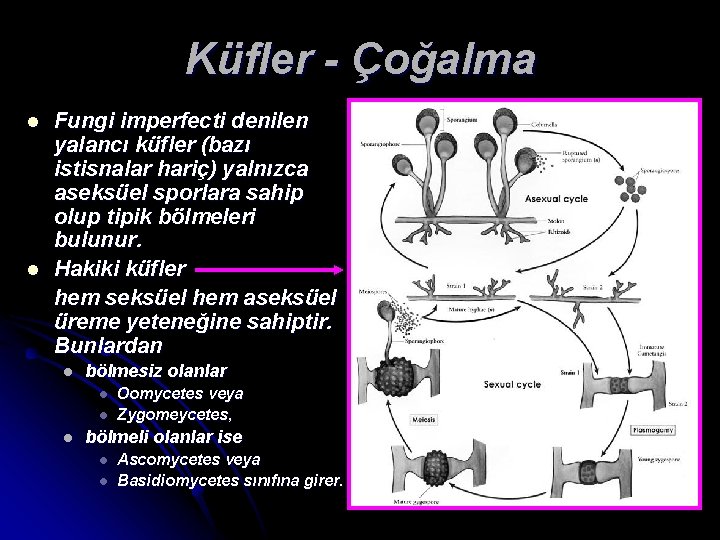 Küfler - Çoğalma l l Fungi imperfecti denilen yalancı küfler (bazı istisnalar hariç) yalnızca