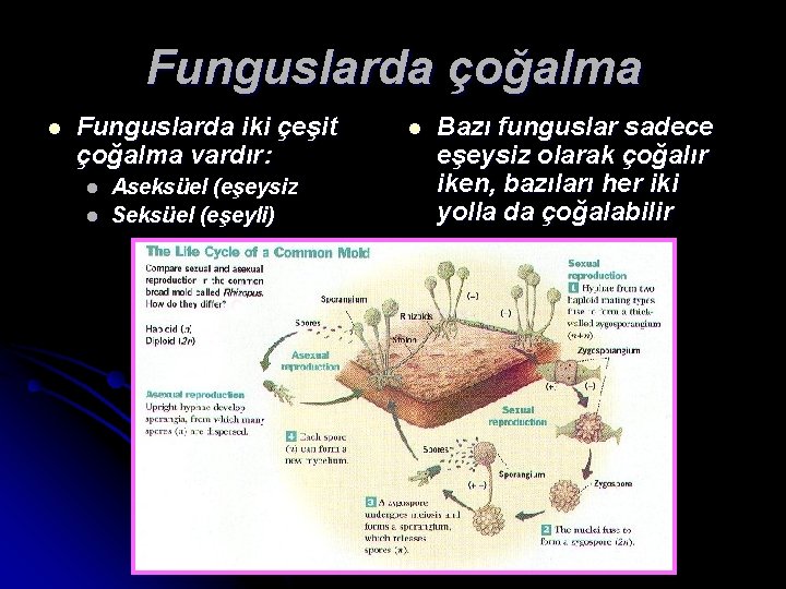 Funguslarda çoğalma l Funguslarda iki çeşit çoğalma vardır: l l Aseksüel (eşeysiz Seksüel (eşeyli)