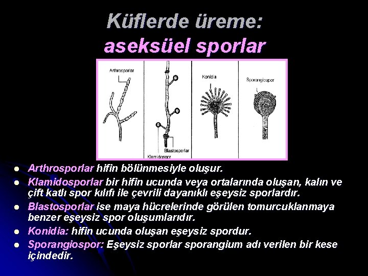 Küflerde üreme: aseksüel sporlar l l l Arthrosporlar hifin bölünmesiyle oluşur. Klamidosporlar bir hifin