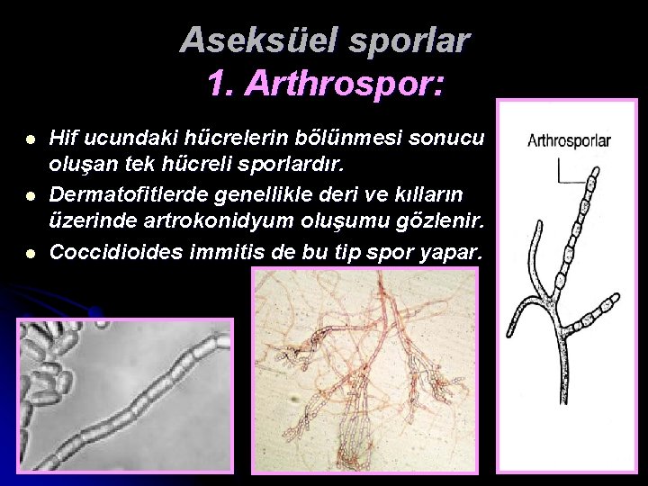 Aseksüel sporlar 1. Arthrospor: l l l Hif ucundaki hücrelerin bölünmesi sonucu oluşan tek