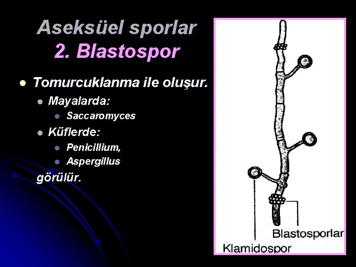 Aseksüel sporlar 2. Blastospor l Tomurcuklanma ile oluşur. l Mayalarda: l l Saccaromyces Küflerde: